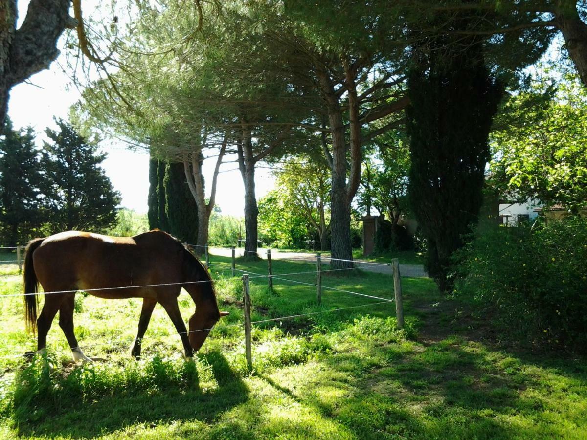 Agriturismo Piana Arborello 호텔 마글리아노 인 토스카나 외부 사진